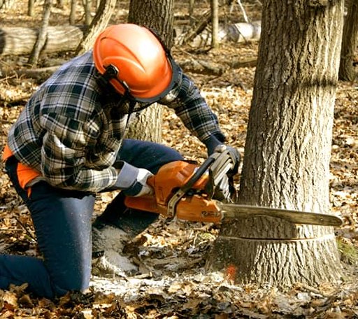 Tree Removal in Glen Haven, WI